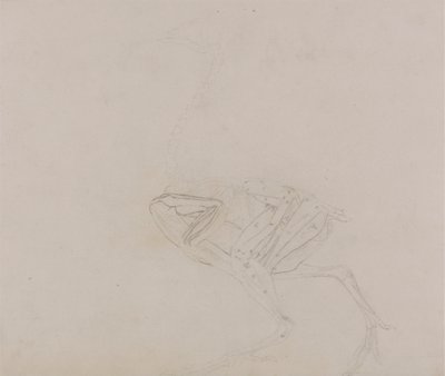 Dorking Hen Body, Lateral View (Study of the muscles of the body and limbs at a later stage of dissection) by George Stubbs