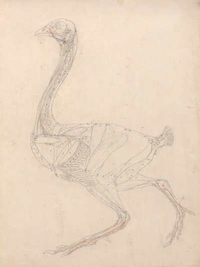 Fowl Body, Lateral View (Study for the Key Figure to Table XV) by George Stubbs