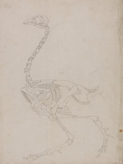 Fowl Skeleton, Lateral View by George Stubbs