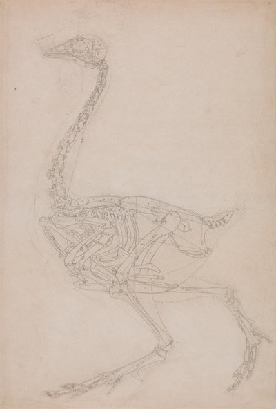 Fowl Skeleton, Lateral View by George Stubbs