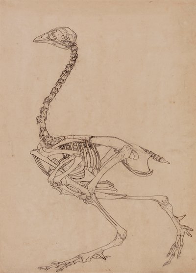 Fowl Skeleton, Lateral View by George Stubbs