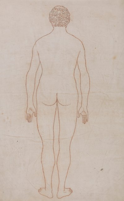 Human Body, Posterior View by George Stubbs