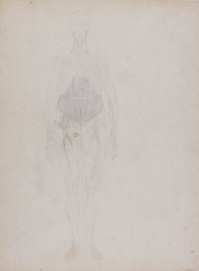 Human Figure, Anterior View by George Stubbs