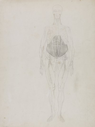 Human Figure, Anterior View by George Stubbs