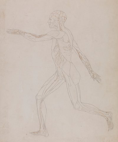 Human Figure, Lateral View by George Stubbs