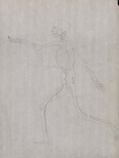 Human Figure, Lateral View by George Stubbs