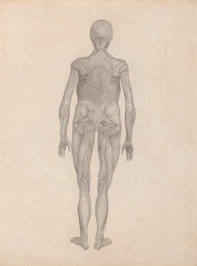 Human Figure, Posterior View by George Stubbs