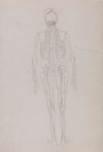 Human Figure, Posterior View (Outline drawing for a key figure showing the final stage of dissection) by George Stubbs