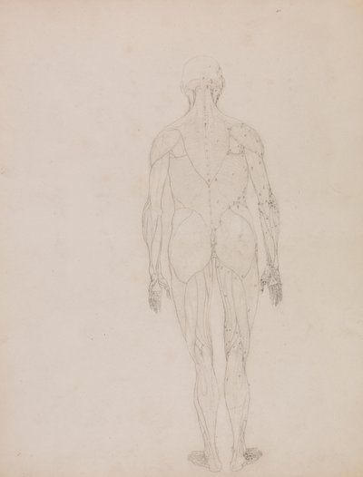 Human Figure, Posterior View by George Stubbs