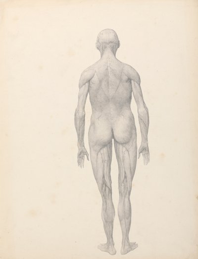 Human Figure, Posterior View, Partially Dissected (Finished Study for Table XII) by George Stubbs