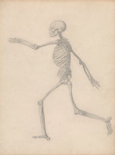 Human Skeleton, Lateral View (Close to the Final Study for Table III But Differs in Detail) by George Stubbs