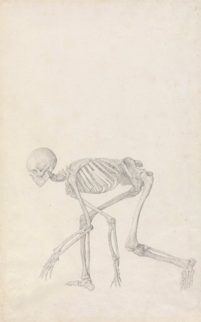 Human Skeleton, Lateral View (in Crouching Posture) by George Stubbs