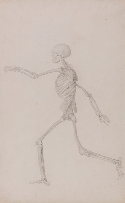 Human Skeleton, Lateral View Seen from the Left, Running by George Stubbs
