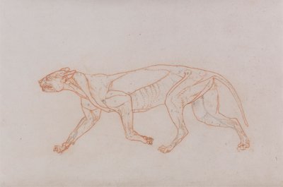 Leopard Body, Lateral View by George Stubbs