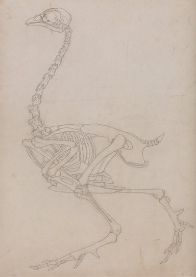 Study of a Fowl, Lateral View, from A Comparative Anatomical Exposition of the Structure of the Human Body with that of a Tiger and a Common Fowl by George Stubbs