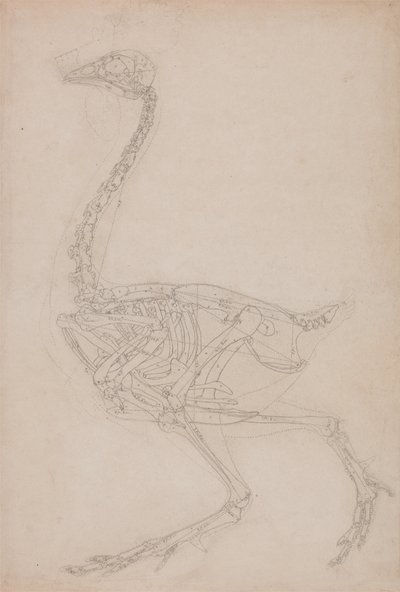 Study of a Fowl, Lateral View, from A Comparative Anatomical Exposition of the Structure of the Human Body with that of a Tiger and a Common Fowl by George Stubbs