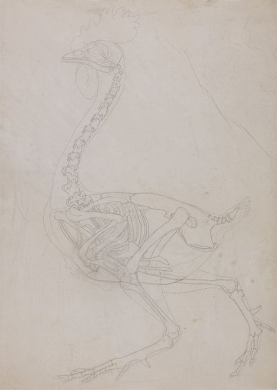 Study of a Fowl, Lateral View, from A Comparative Anatomical Exposition of the Structure of the Human Body with that of a Tiger and a Common Fowl by George Stubbs