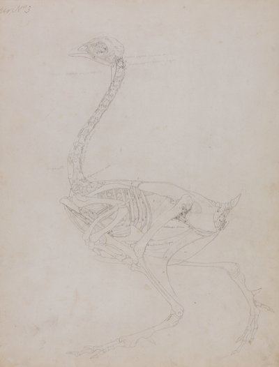Study of a Fowl, Lateral View, from A Comparative Anatomical Exposition of the Structure of the Human Body with that of a Tiger and a Common Fowl, 1795-1806 by George Stubbs