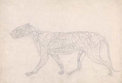 Study of a Tiger, Lateral View, Diagram Showing the Subcutaneous Blood Supply, from A Comparative Anatomical Exposition of the Structure of the Human Body with that of a Tiger and a Common Fowl by George Stubbs