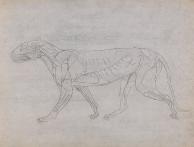 Study of a Tiger, Lateral View, from A Comparative Anatomical Exposition of the Structure of the Human Body with that of a Tiger and a Common Fowl, c.1795-1806 by George Stubbs