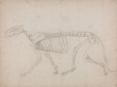 Study of a Tiger, Lateral View, from A Comparative Anatomical Exposition of the Structure of the Human Body with that of a Tiger and a Common Fowl by George Stubbs