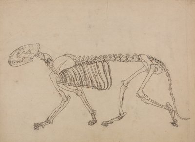 Study of a Tiger, Lateral View, from A Comparative Anatomical Exposition of the Structure of the Human Body with that of a Tiger and a Common Fowl by George Stubbs