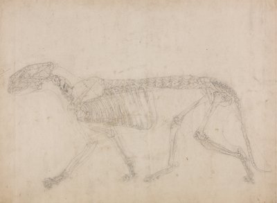 Study of a Tiger, Lateral View, from A Comparative Anatomical Exposition of the Structure of the Human Body with that of a Tiger and a Common Fowl by George Stubbs