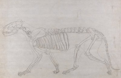 Study of a Tiger, Lateral View, from A Comparative Anatomical Exposition of the Structure of the Human Body with that of a Tiger and a Common Fowl by George Stubbs
