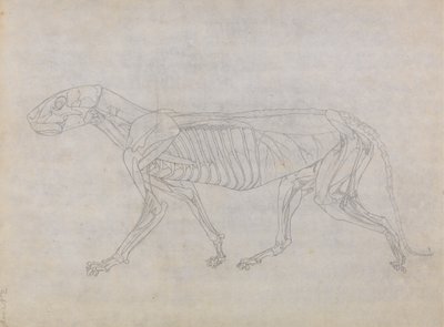 Study of a Tiger, Lateral View, from A Comparative Anatomical Exposition of the Structure of the Human Body with that of a Tiger and a Common Fowl by George Stubbs