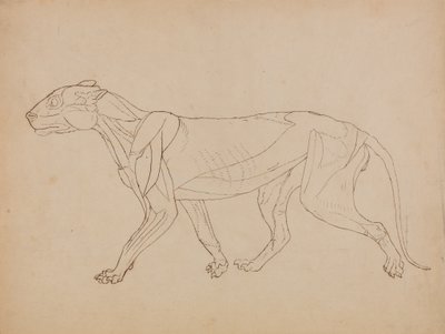Study of a Tiger, Lateral View, from A Comparative Anatomical Exposition of the Structure of the Human Body with that of a Tiger and a Common Fowl by George Stubbs