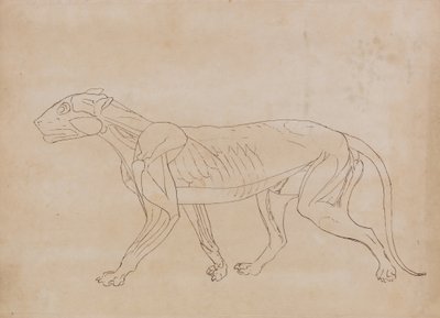 Study of a Tiger, Lateral View, from A Comparative Anatomical Exposition of the Structure of the Human Body with that of a Tiger and a Common Fowl by George Stubbs