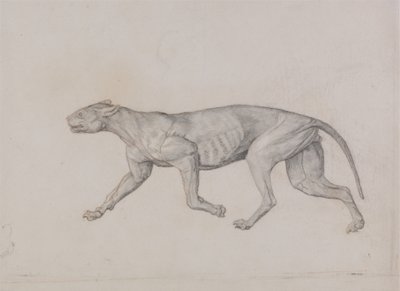 Study of a Tiger, Lateral View, from A Comparative Anatomical Exposition of the Structure of the Human Body with that of a Tiger and a Common Fowl by George Stubbs