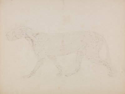 Study of a Tiger, Lateral View, from 