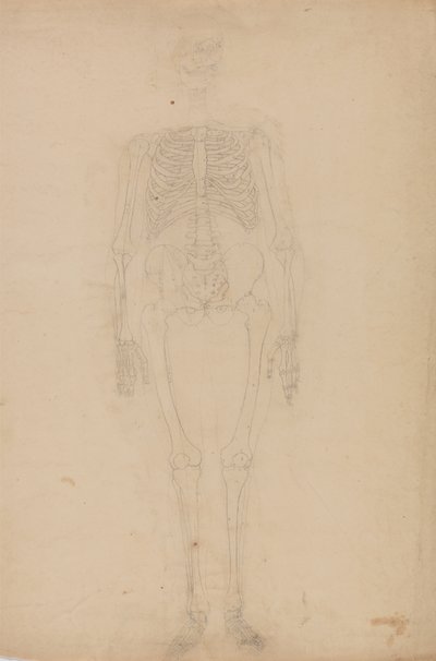Study of the Human Figure, Anterior View, from A Comparative Anatomical Exposition of the Structure of the Human Body with that of a Tiger and a Common Fowl, c.1795-1806 by George Stubbs