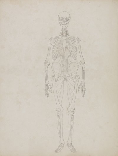 Study of the Human Figure, Anterior View, from 