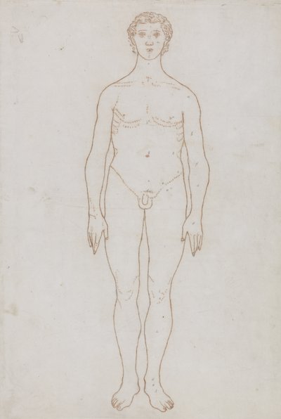 Study of the Human Figure, Anterior View, from 