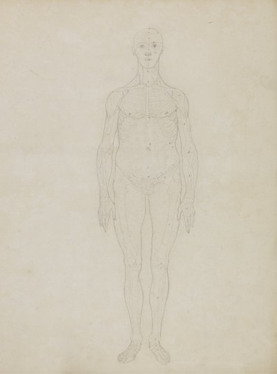 Study of the Human Figure, Anterior View, from 