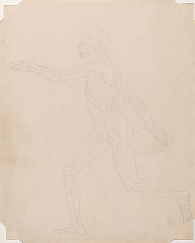 Study of the Human Figure, Lateral View, A Comparative Anatomical Exposition of the Structure of the Human Body with that of a Tiger and a Common Fowl, c.1795-1806 by George Stubbs