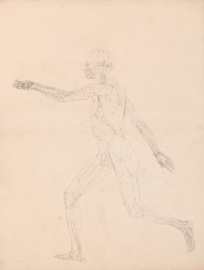 Study of the Human Figure, Lateral View, diagram for key to table XIII, from A Comparative Anatomical Exposition of the Structure of the Human Body with that of a Tiger and a Common Fowl, 1795-1806 by George Stubbs