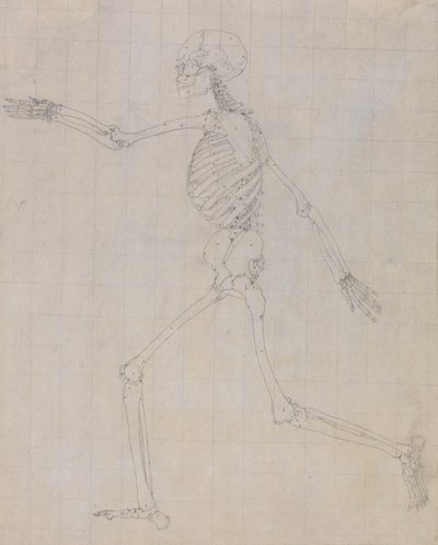 Study of the Human Figure, Lateral View, finished study for Table III, from A Comparative Anatomical Exposition of the Structure of the Human Body with that of a Tiger and a Common Fowl by George Stubbs