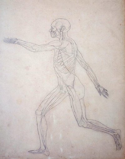 Study of the Human Figure, Lateral View, from A Comparative Anatomical Exposition of the Structure of the Human Body with that of a Tiger and a Common Fowl, c.1795-1806 by George Stubbs