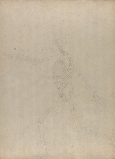 Study of the Human Figure, Lateral View, from A Comparative Anatomical Exposition of the Structure of the Human Body with that of a Tiger and a Common Fowl by George Stubbs