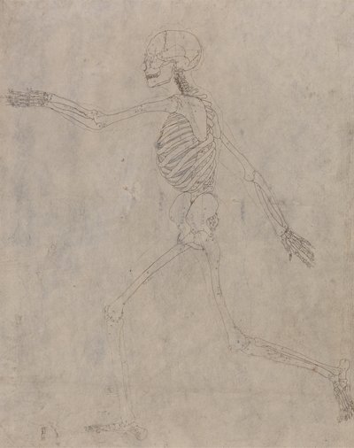 Study of the Human Figure, Lateral View, from A Comparative Anatomical Exposition of the Structure of the Human Body with that of a Tiger and a Common Fowl by George Stubbs