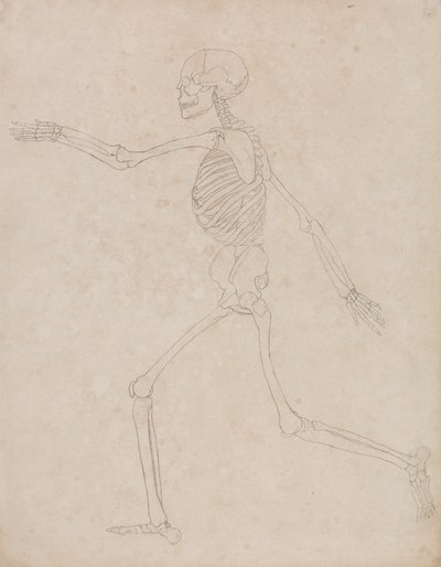 Study of the Human Figure, Lateral View, from A Comparative Anatomical Exposition of the Structure of the Human Body with that of a Tiger and a Common Fowl by George Stubbs