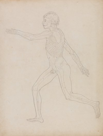 Study of the Human Figure, Lateral View, from A Comparative Anatomical Exposition of the Structure of the Human Body with that of a Tiger and a Common Fowl, 1795-1806 by George Stubbs