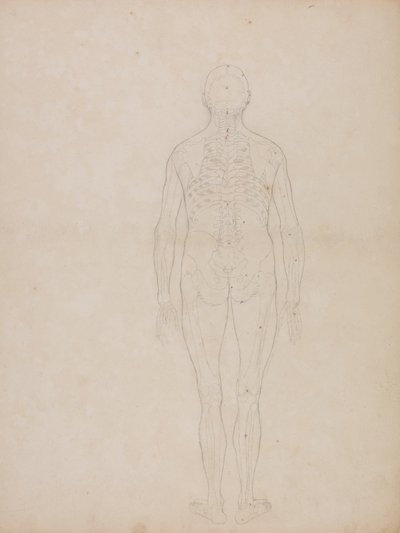 Study of the Human Figure, Posterior View, from A Comparative Anatomical Exposition of the Structure of the Human Body with that of a Tiger and a Common Fowl, c.1795-1806 by George Stubbs