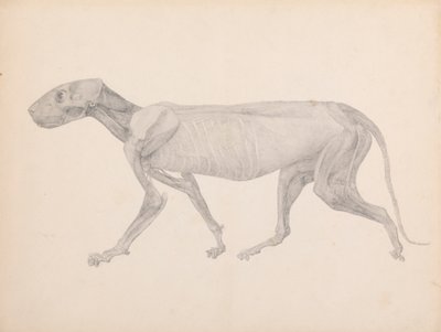 Tiger Body, Lateral View by George Stubbs