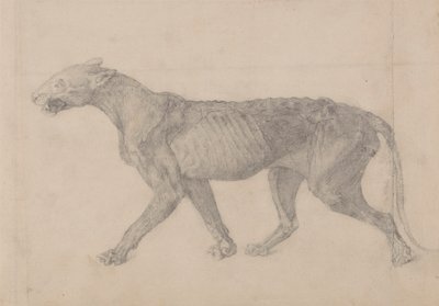 Tiger Body, Lateral View (First of nine drawings of another specimen of tiger) by George Stubbs