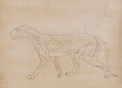 Tiger Body, Lateral View by George Stubbs