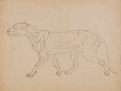 Tiger Body, Lateral View by George Stubbs